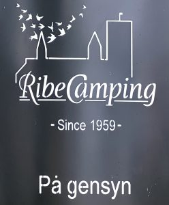 Ribe